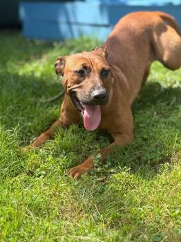 Hennessy -  Terrier and Mixed Breed Dog for Adoption in Pomona, New York - Hennessy | PetCurious