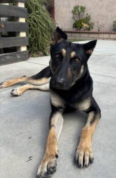 Rescue German Shepherd Dog Dogs for Adoption in Irvine, California - Robin | PetCurious