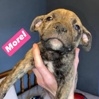 Pit Bull Terrier and American Staffordshire Terrier Dogs Available for Adoption in Brainerd, Minnesota - Morel | PetCurious