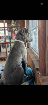 Pit Bull Terrier Dogs Available for Adoption in Hayward, California - Pluto  | PetCurious
