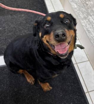 LANCE -  Rottweiler Dog for Adoption in Hastings, Michigan - LANCE | PetCurious