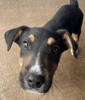 Mixed Breed Dogs Available for Adoption in Fort Worth, Texas - Gumbo | PetCurious