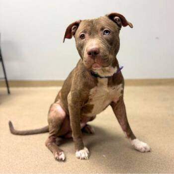 JAM JAM -  Pit Bull Terrier Dog for Adoption in Aurora, Colorado - JAM JAM | PetCurious