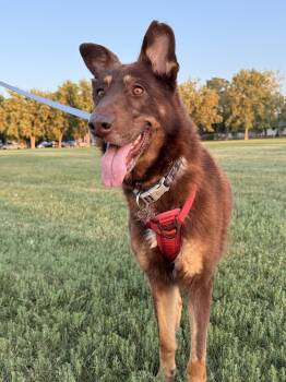 Rescue German Shepherd Dog Dogs for Adoption in Denver, Colorado - Calina | PetCurious