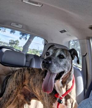 Doc -  Hound Dog Available for Adoption in Melbourne Beach, Florida - Doc | PetCurious