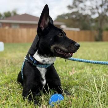 Diamond -  Mixed Breed Dog for Adoption in Chesapeake, Virginia - Diamond | PetCurious