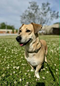 Mixed Breed Dogs Available for Adoption in Huntsville, Alabama - Fitz | PetCurious