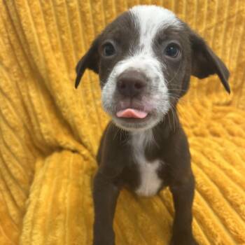 Bach -  Terrier and Mixed Breed Dog for Adoption in Kanab, Utah - Bach | PetCurious