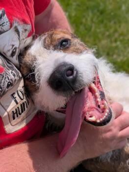 Anubis -  Pit Bull Terrier and Poodle Dog for Adoption in Defiance, Ohio - Anubis | PetCurious