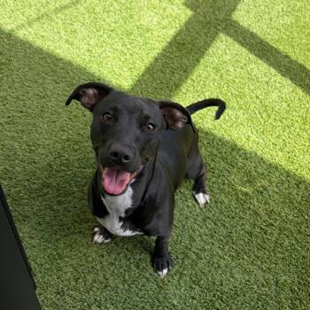 Avery 2170 -  Mixed Breed Dog for Adoption in Loxahatchee Groves, Florida - Avery 2170 | PetCurious