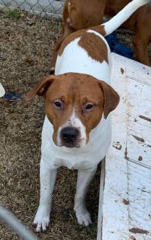 Rhodesian Ridgeback and Bulldog Dogs Available for Adoption in Lexington, Mississippi - Rudy | PetCurious