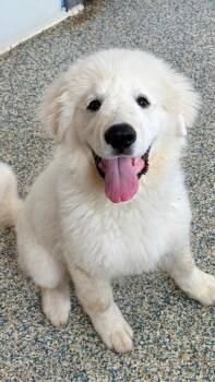 Ghost -  Great Pyrenees Dog for Adoption in Johnston, Iowa - Ghost | PetCurious