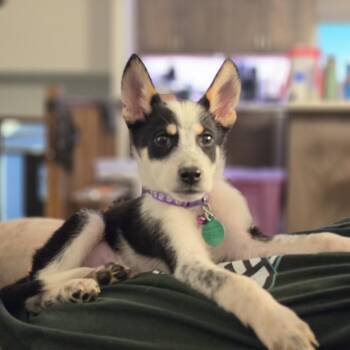 PlayStation -  Mixed Breed Dog for Adoption in Buffalo, Minnesota - PlayStation | PetCurious