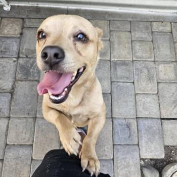 Mojito -  Basset Hound and Chihuahua Dog for Adoption in Chico, California - Mojito | PetCurious