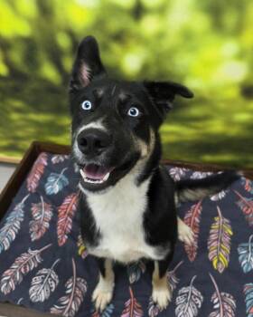 Lincoln -  Shepherd Dog for Adoption in Little Rock, Arkansas - Lincoln | PetCurious