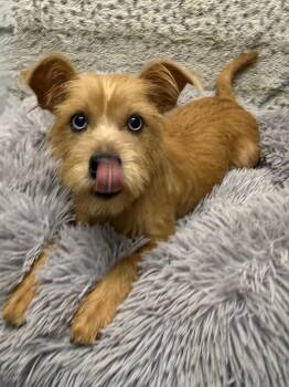Chanel -  Miniature Schnauzer and Yorkshire Terrier Dog for Adoption in Baton Rouge, Louisiana - Chanel | PetCurious