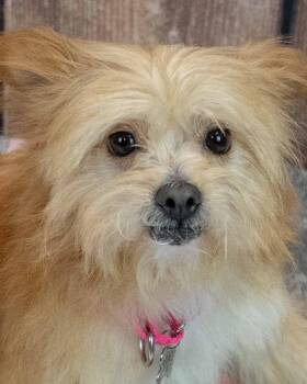 Rylie -  Chihuahua and Terrier Dog for Adoption in Kennesaw, Georgia - Rylie | PetCurious
