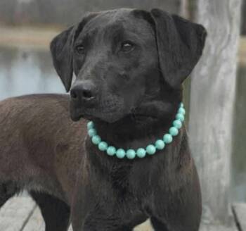 Labradoodle and Mixed Breed Dogs Available for Adoption - Latte | PetCurious