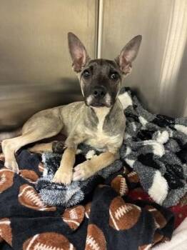 Roo -  German Shepherd Dog and Mixed Breed Dog for Adoption in Westland, Michigan - Roo | PetCurious