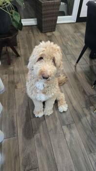 Levi -  Goldendoodle Dog for Adoption in Pointe-claire, Quebec - Levi | PetCurious