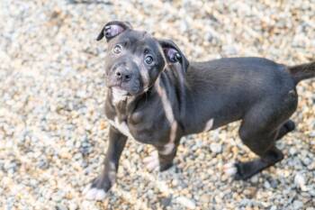 Terrier Dogs Available for Adoption - Dorito | PetCurious