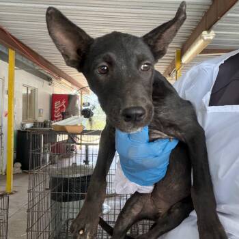 Magikarp -  Pit Bull Terrier Dog for Adoption in Edinburg, Texas - Magikarp | PetCurious