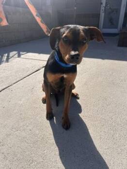 Hound and Mixed Breed Dogs Available for Adoption in North Charleston, South Carolina - 92541A Noodle | PetCurious