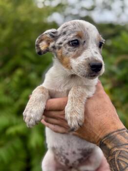 Suzie Q -  Australian Shepherd and Beagle Dog for Adoption in Iron Ridge, Wisconsin - Suzie Q | PetCurious