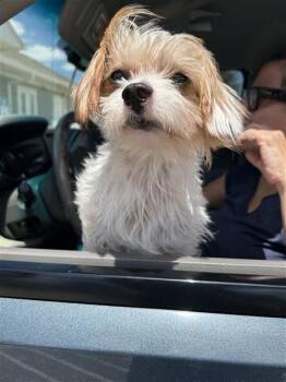 PAPA -  Terrier Dog for Adoption in San Antonio, Texas - PAPA | PetCurious