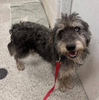 Fisher -  Mixed Breed Dog for Adoption in Kansas City, Missouri - Fisher | PetCurious