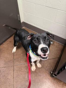 Rescue Mixed Breed Dogs for Adoption in Watertown, Wisconsin - Lena | PetCurious