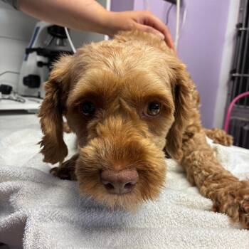 Lillypad -  Cockapoo Dog for Adoption in Northbrook, Illinois - Lillypad | PetCurious