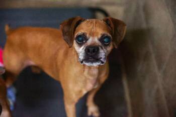 Rescue Boxer and Chihuahua Dogs for Adoption in Loogootee, Indiana - Chief | PetCurious