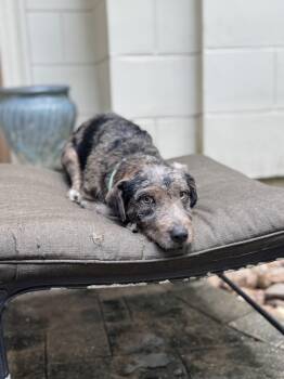 Rescue Australian Cattle Dog Blue Heeler Dogs for Adoption in Richmond, Texas - Hula | PetCurious