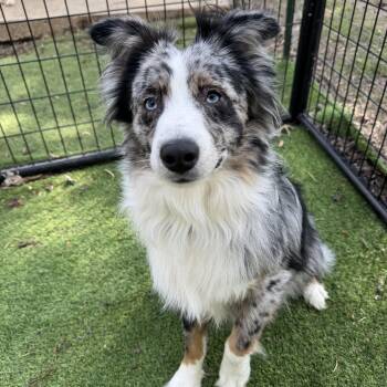 Australian Shepherd Dogs Available for Adoption in Russiaville, Indiana - Roscoe! Gorgeous Guy | PetCurious