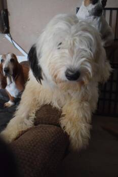 Bambie -  Old English Sheepdog Dog for Adoption in Pahrump, Nevada - Bambie | PetCurious