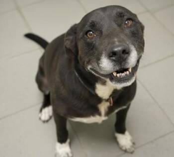 Rescue Labrador Retriever and Mixed Breed Dogs for Adoption in Bowling Green, Kentucky - Bruno (NO CATS) | PetCurious