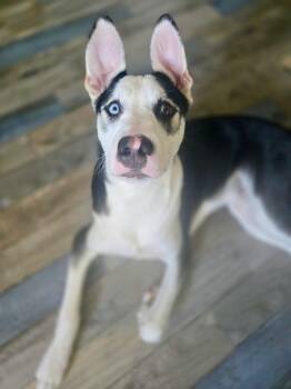 Rescue Husky and Labrador Retriever Dogs for Adoption in Sagaponack, New York - Zeke | PetCurious