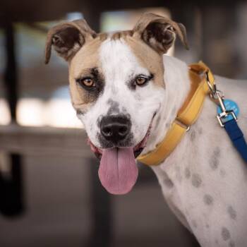 Pickles -  Terrier and Mixed Breed Dog for Adoption in Merritt Island, Florida - Pickles | PetCurious