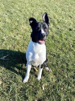 Buddy -  Terrier Dog for Adoption in Hartford City, Indiana - Buddy | PetCurious