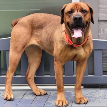 CeCe -  Dogue De Bordeaux Dog for Adoption in Greensboro, North Carolina - CeCe | PetCurious