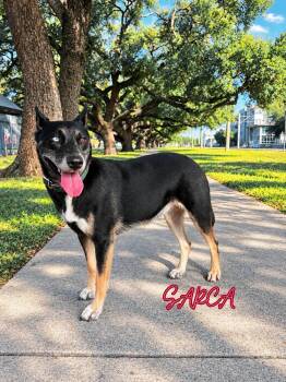 Sarca -  Shepherd and Husky Dog for Adoption in Lucas, Texas - Sarca | PetCurious
