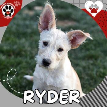 Miniature Schnauzer and Border Terrier Dogs Available for Adoption in Foxfield, Colorado - RYDER | PetCurious