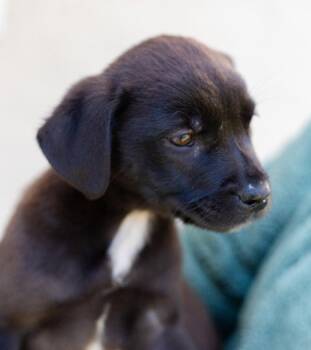 Labrador Retriever and Terrier Dogs Available for Adoption - Boo | PetCurious