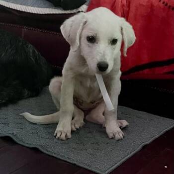 Wheat -  Great Pyrenees and Labrador Retriever Dog for Adoption in South Elgin, Illinois - Wheat | PetCurious