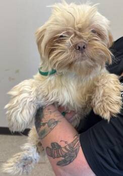 Shih Tzu Dogs Available for Adoption - Griffin | PetCurious