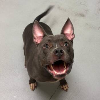 Quiksilver -  Pit Bull Terrier Dog for Adoption in Charlottesville, Virginia - Quiksilver | PetCurious