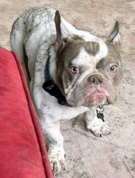 French Bulldog Dogs Available for Adoption in Framingham, Massachusetts - Screech | PetCurious
