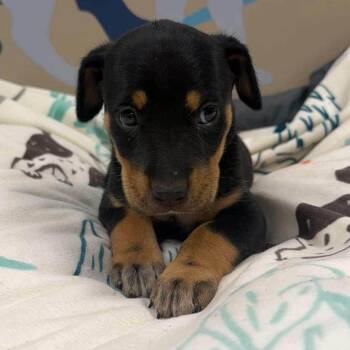 Donna -  Shepherd and Mixed Breed Dog for Adoption - Donna | PetCurious