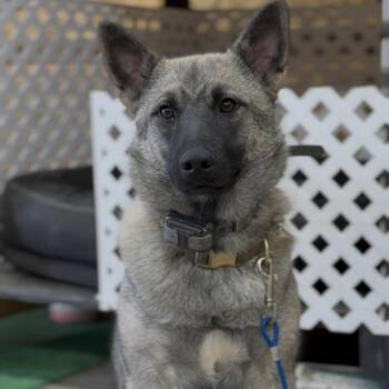 Norwegian Elkhound Dogs Available for Adoption - Biggz | PetCurious